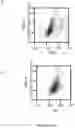 Fig. 07 - Marker for Neural Stem Cells