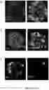 Fig. 09 - Marker for Neural Stem Cells