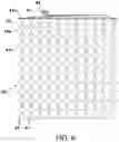 Fig. 07 - METHOD FOR REDUCING LOCAL IMPEDANCE OF A TRANSPARENT CONDUCTIVE FILM AND PRODUCT THEREOF