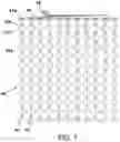 Fig. 08 - METHOD FOR REDUCING LOCAL IMPEDANCE OF A TRANSPARENT CONDUCTIVE FILM AND PRODUCT THEREOF