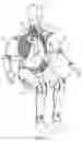 Fig. 02 - INTERNAL ORGAN ASSEMBLY FOR CRASH TEST DUMMY