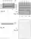 Fig. 08 - Method of manufacturing an electronic component including multiple quantum dots