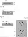 Fig. 18 - Method of manufacturing an electronic component including multiple quantum dots