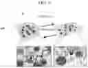 Fig. 04 - Organic thin film including semiconducting polymer and elastomer configured to be dynamic intermolecular bonded with a metal-coordination bond and organic sensor and electronic device including the same