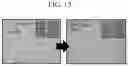 Fig. 14 - Organic thin film including semiconducting polymer and elastomer configured to be dynamic intermolecular bonded with a metal-coordination bond and organic sensor and electronic device including the same