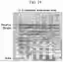 Fig. 20 - Organic thin film including semiconducting polymer and elastomer configured to be dynamic intermolecular bonded with a metal-coordination bond and organic sensor and electronic device including the same