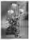 Fig. 01 - Ranunculus 'Abmeneo'