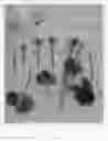 Fig. 02 - Ranunculus 'Abmeneo'