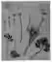 Fig. 01 - Ranunculus 'Abtanatos'