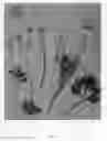 Fig. 02 - Ranunculus 'Abtanatos'