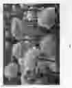 Fig. 03 - Ranunculus 'Abtanatos'