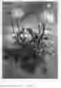 Fig. 04 - Ranunculus 'Abtanatos'