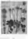 Fig. 02 - Rananculus 'Absalecami'