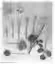 Fig. 01 - Ranunculus 'Abotso'