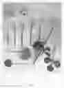 Fig. 02 - Ranunculus 'Abotso'