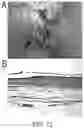 Fig. 09 - Animal wound model and methods of use