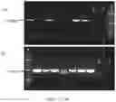 Fig. 07 - Method of using a genetically modified mouse that expresses a humanized CTLA-4 gene