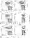 Fig. 22 - Method of using a genetically modified mouse that expresses a humanized CTLA-4 gene