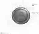 Fig. 02 - CORE-SHELL QUATERNARY AMMONIUM NANOMATERIALS, METHODS AND APPLICATIONS