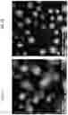 Fig. 08 - Antimicrobial glass compositions, glasses and polymeric articles incorporating the same