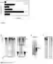 Fig. 02 - Kit and method for detecting porous dental hydroxyapatite