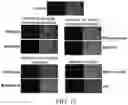 Fig. 09 - Milk-Derived Microvesicle Compositions and Related Methods