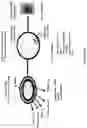 Fig. 20 - Extended release compositions comprising pyridostigmine