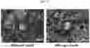 Fig. 14 - Drug delivery formulation for treating mental illness or central nervous system disorder