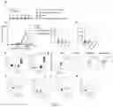 Fig. 07 - PARTICLES FOR DELIVERY OF BIOMOLECULES