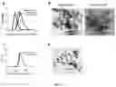 Fig. 09 - PARTICLES FOR DELIVERY OF BIOMOLECULES