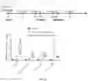 Fig. 33 - PARTICLES FOR DELIVERY OF BIOMOLECULES