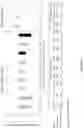 Fig. 02 - Combinations of β-lactam compounds and probenecid and uses thereof