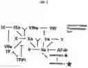 Fig. 02 - NON-ANTICOAGULANT SULFATED OR SULFONATED POLYSACCHARIDES