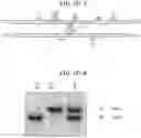 Fig. 158 - VIRAL METHODS OF T CELL THERAPY