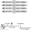 Fig. 01 - Oncolytic virotherapy and immunotherapy
