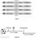 Fig. 02 - Oncolytic virotherapy and immunotherapy