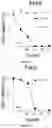 Fig. 09 - Oncolytic virotherapy and immunotherapy