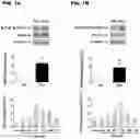 Fig. 02 - Compositions and methods for uncoupling TrkB receptor from PLC gamma 1 for the treatment of epilepsy and anxiety-like disorder