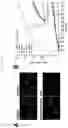 Fig. 02 - METHODS OF TREATING VASCULAR LEAKAGE USING CXCL12 PEPTIDES