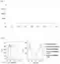 Fig. 02 - COMPOSITIONS AND METHODS FOR DELIVERY OF POLYMER/BIOMACROMOLECULE CONJUGATES