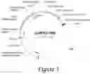 Fig. 06 - METHODS AND COMPOSITIONS FOR INCREASING SIALIC ACID PRODUCTION AND TREATING SIALIC RELATED DISEASE CONDITIONS