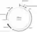 Fig. 01 - Materials and methods for treatment of Duchenne Muscular Dystrophy
