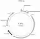 Fig. 02 - Materials and methods for treatment of Duchenne Muscular Dystrophy