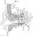 Fig. 02 - Treatment of the ear