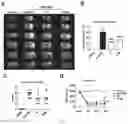 Fig. 04 - Butylphthalide-telmisartan hybrids, preparation method and application thereof