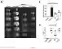 Fig. 05 - Butylphthalide-telmisartan hybrids, preparation method and application thereof