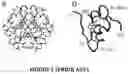 Fig. 05 - Insulin analogues with selective signaling properties and reduced mitogenicity