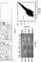 Fig. 02 - METHODS AND COMPOSITIONS FOR TREATING SOLID TUMORS AND ENHANCING TUMOR VACCINES