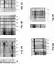 Fig. 08 - METHODS AND COMPOSITIONS FOR TREATING SOLID TUMORS AND ENHANCING TUMOR VACCINES