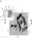 Fig. 24 - APPARATUS AND METHODS FOR IN VITRO PRECLINICAL HUMAN TRIALS